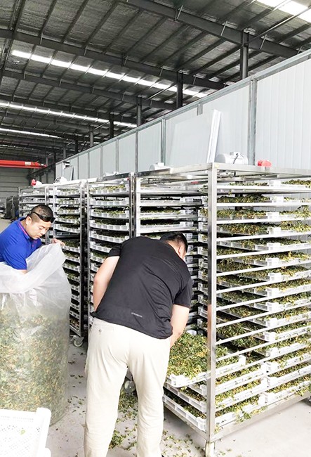 河南扶溝金銀花烘干工程